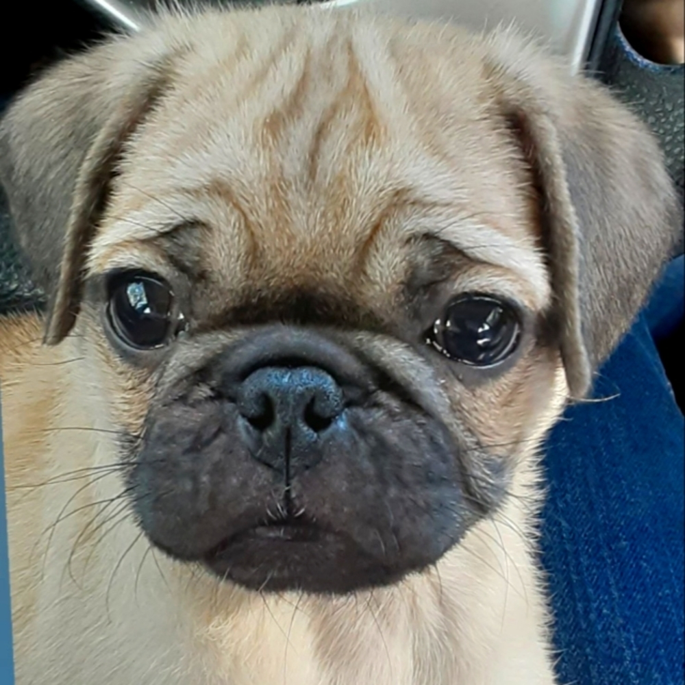 Meet your Posher, Donna